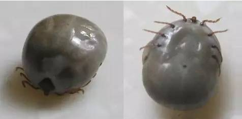 注意！这种恐怖的小虫开始活跃了，被咬一口或可致命！692 / 作者:心交朋友钱交狗 / 帖子ID:168723