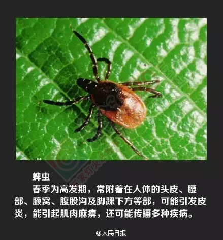 注意！这种恐怖的小虫开始活跃了，被咬一口或可致命！176 / 作者:心交朋友钱交狗 / 帖子ID:168723
