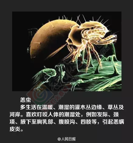 注意！这种恐怖的小虫开始活跃了，被咬一口或可致命！169 / 作者:心交朋友钱交狗 / 帖子ID:168723