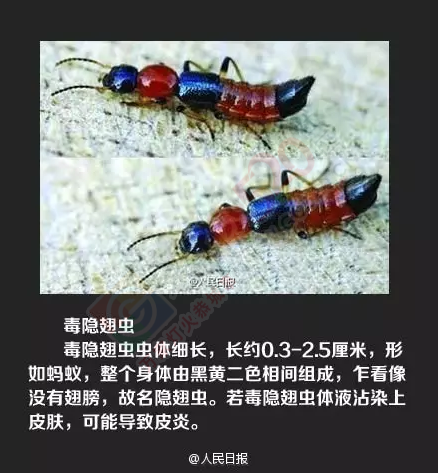 注意！这种恐怖的小虫开始活跃了，被咬一口或可致命！682 / 作者:心交朋友钱交狗 / 帖子ID:168723