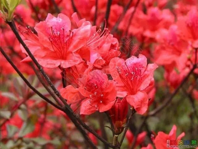 恭城山里的&quot;野味&quot;熟了，赶紧回来摘！954 / 作者:今日恭城 / 帖子ID:168897