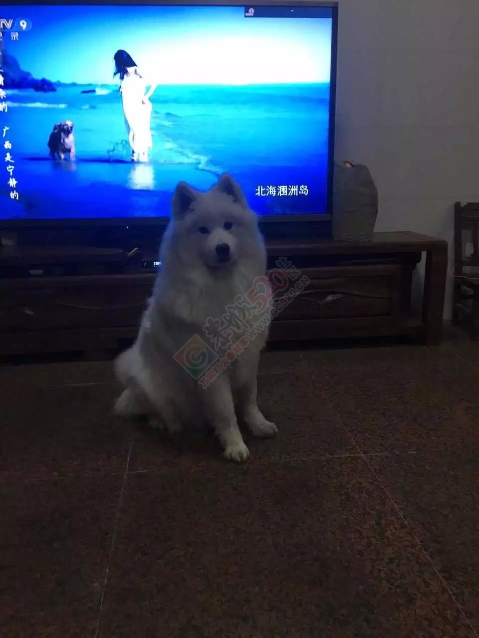 训狗启示！萨摩耶0 / 作者:xuwen996 / 帖子ID:168956