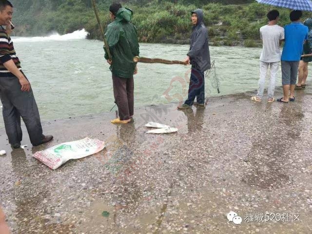 峻山水库溢洪，西岭三合群众捞鱼忙。450 / 作者:千变万幻 / 帖子ID:172485