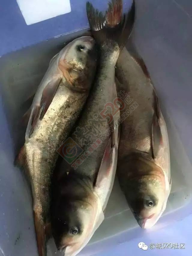 峻山水库溢洪，西岭三合群众捞鱼忙。562 / 作者:千变万幻 / 帖子ID:172485