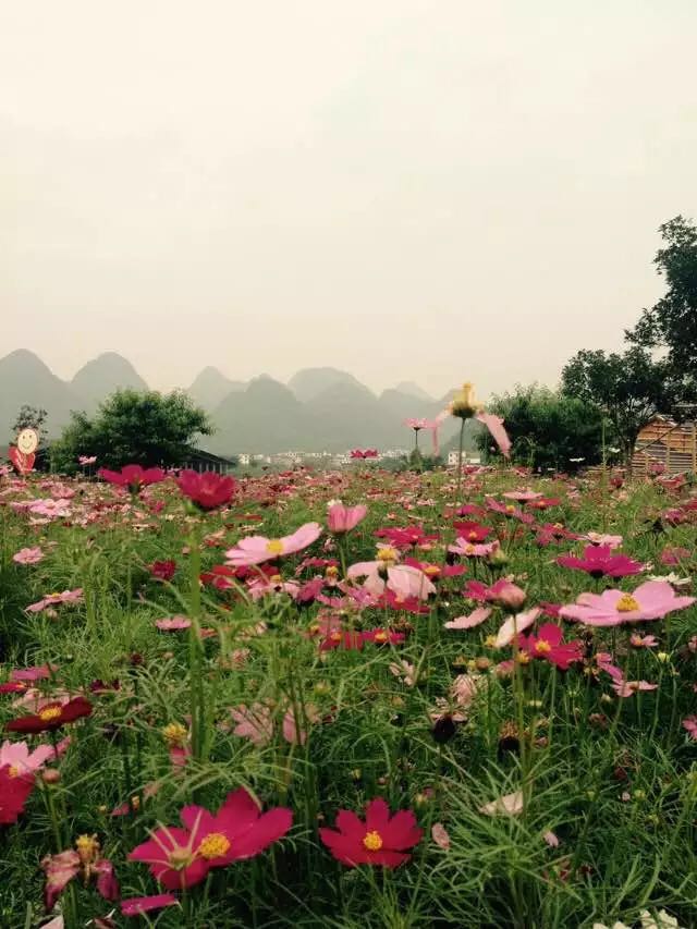 格桑花开了，约吗？773 / 作者:该做的事情 / 帖子ID:172900