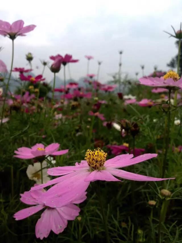 格桑花开了，约吗？124 / 作者:该做的事情 / 帖子ID:172900