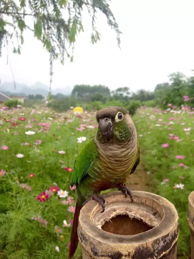 格桑花开了，约吗？871 / 作者:该做的事情 / 帖子ID:172900