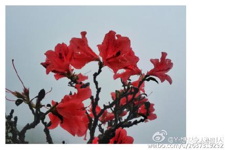 人间仙境，雾里看花——恭城三江棋盘界182 / 作者:逢时 / 帖子ID:172902