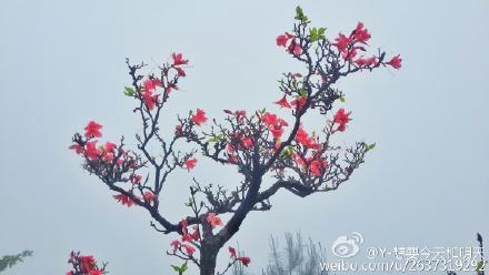 人间仙境，雾里看花——恭城三江棋盘界179 / 作者:逢时 / 帖子ID:172902