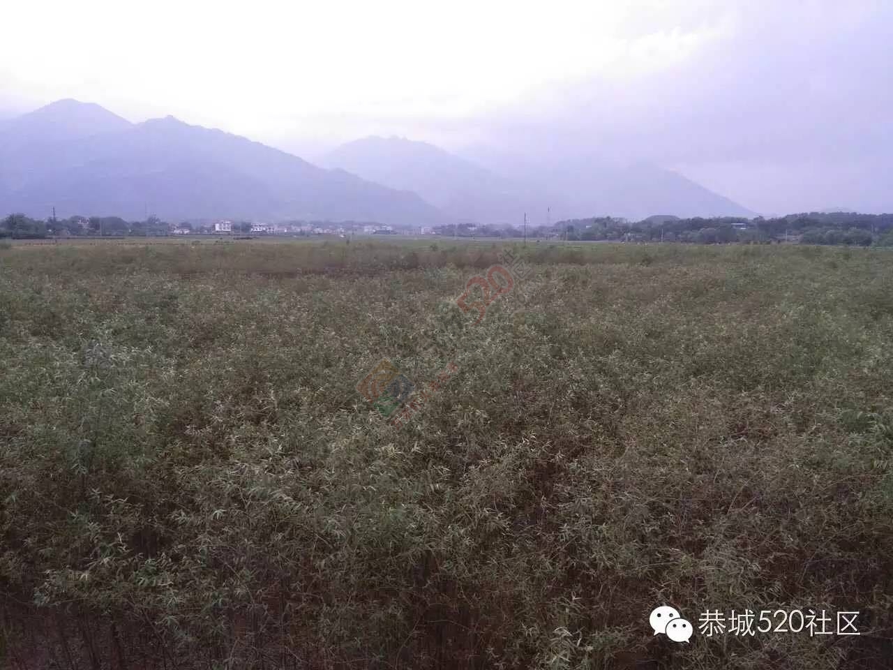 恭城栗木大枧村黄板桥屯一些村民遇到了揪心事。土地流转是好事，善后服务要跟进！913 / 作者:今日恭城 / 帖子ID:172904