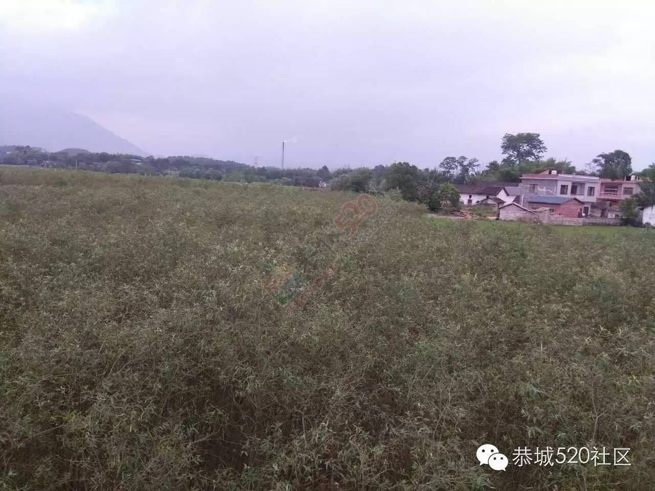 恭城栗木大枧村黄板桥屯一些村民遇到了揪心事。土地流转是好事，善后服务要跟进！326 / 作者:今日恭城 / 帖子ID:172904