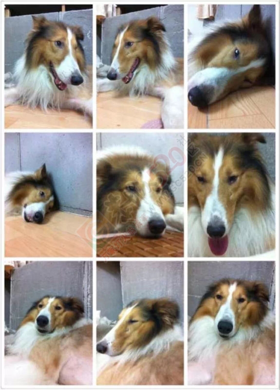 （寻狗启示）知情者有酬谢529 / 作者:千变万幻 / 帖子ID:172940