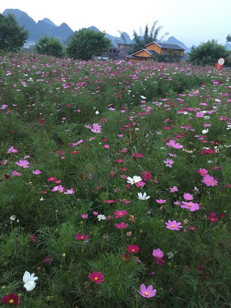 猜猜这是哪34 / 作者:单身汉子 / 帖子ID:173192