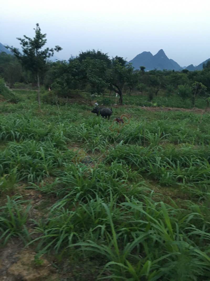 猜猜这是哪193 / 作者:单身汉子 / 帖子ID:173192