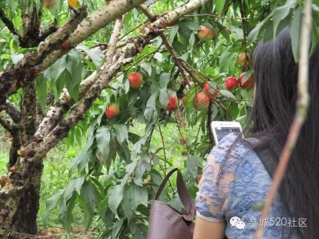 “恭城520巨塘欢乐行·杀猪喜乐会&quot;精彩现场444 / 作者:今日恭城 / 帖子ID:173309
