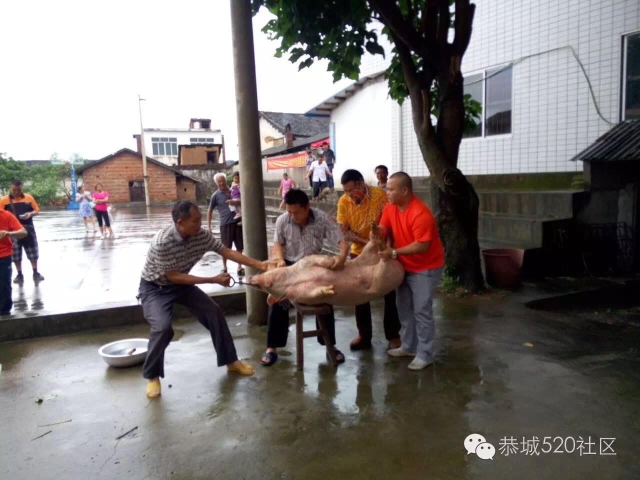 “恭城520巨塘欢乐行·杀猪喜乐会&quot;精彩现场547 / 作者:今日恭城 / 帖子ID:173309
