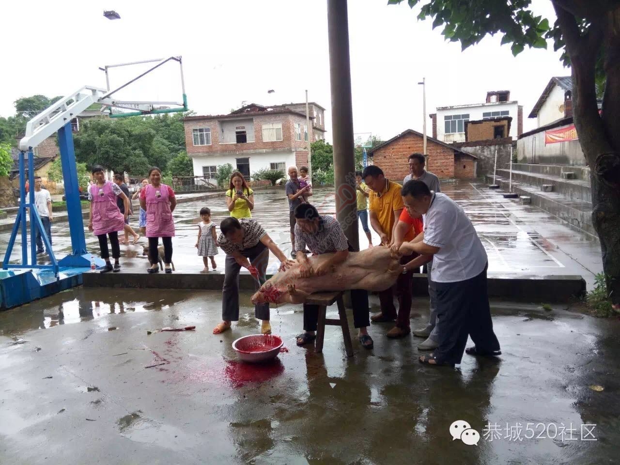 “恭城520巨塘欢乐行·杀猪喜乐会&quot;精彩现场296 / 作者:今日恭城 / 帖子ID:173309