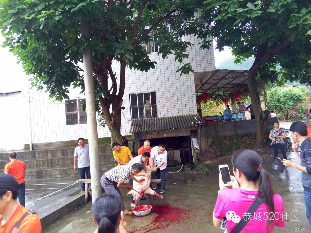 “恭城520巨塘欢乐行·杀猪喜乐会&quot;精彩现场620 / 作者:今日恭城 / 帖子ID:173309