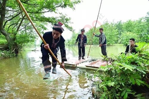 江、树、鹭的自然天堂59 / 作者:心交朋友钱交狗 / 帖子ID:173312