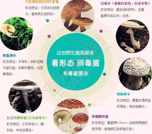 只因吃了这个，桂林一家五口上吐下泻，11岁小姑娘持续昏迷不醒！885 / 作者:丫丫妹 / 帖子ID:173458