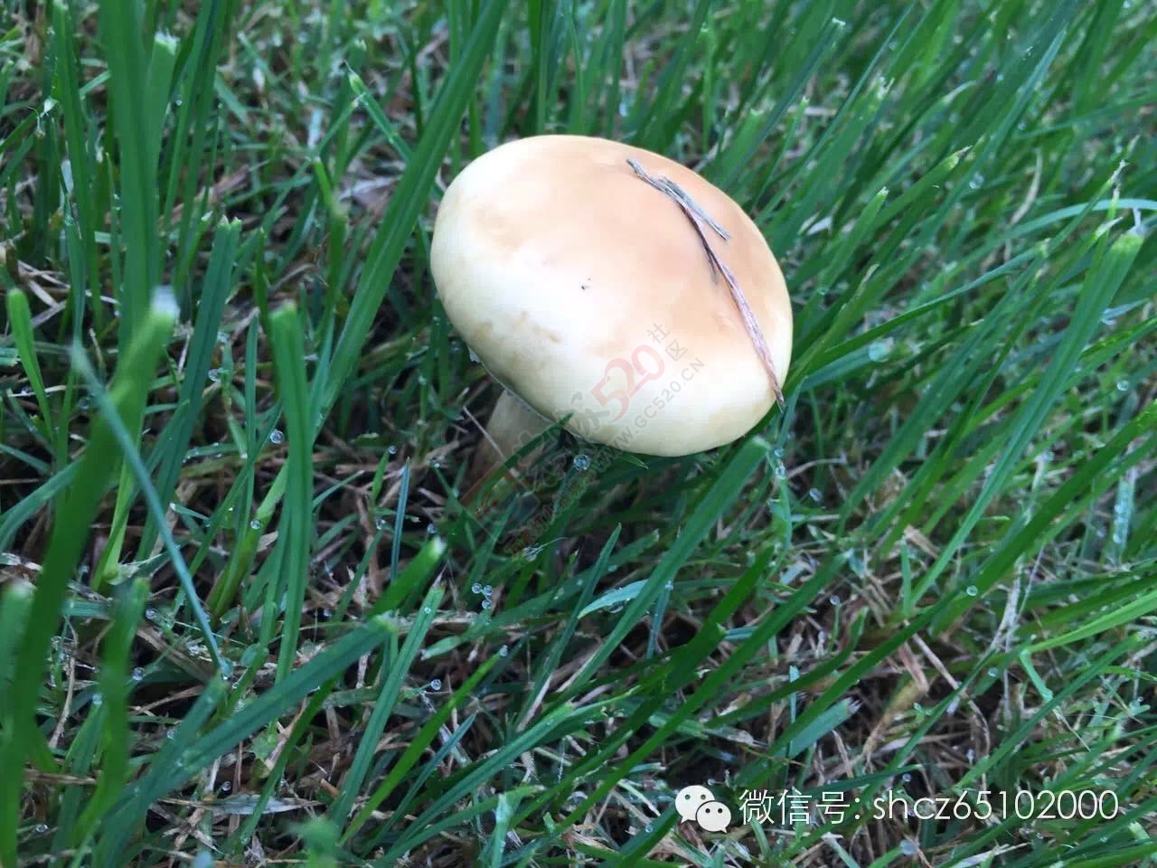 只因吃了这个，桂林一家五口上吐下泻，11岁小姑娘持续昏迷不醒！74 / 作者:丫丫妹 / 帖子ID:173458
