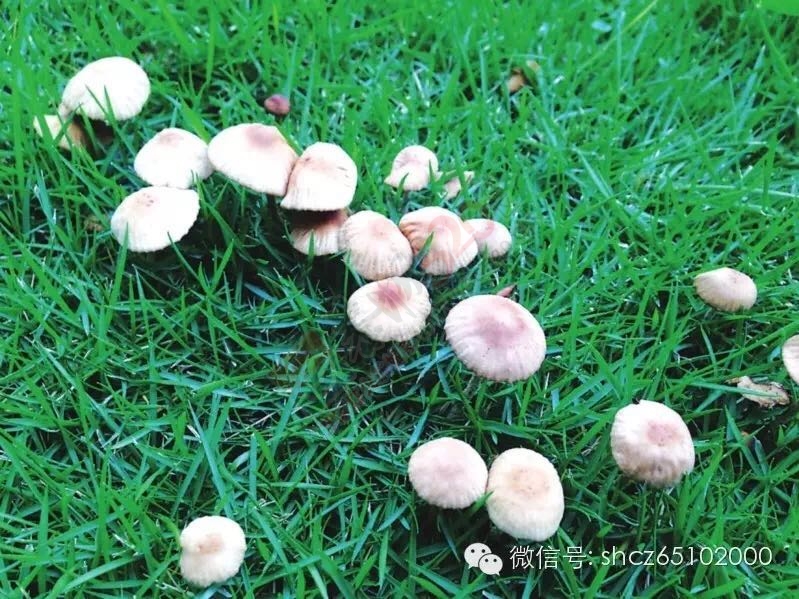 只因吃了这个，桂林一家五口上吐下泻，11岁小姑娘持续昏迷不醒！598 / 作者:丫丫妹 / 帖子ID:173458