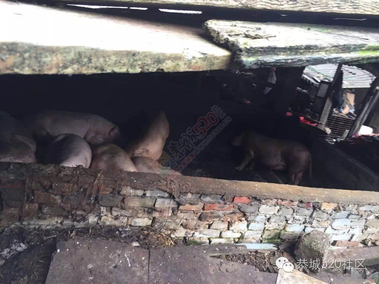 恭城茶西路二巷巷内十多年“养猪场”臭气熏天，附近居民苦不堪言！920 / 作者:今日恭城 / 帖子ID:173611
