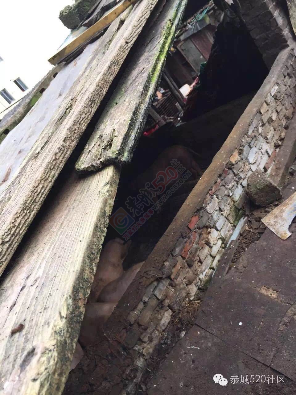 恭城茶西路二巷巷内十多年“养猪场”臭气熏天，附近居民苦不堪言！175 / 作者:今日恭城 / 帖子ID:173611