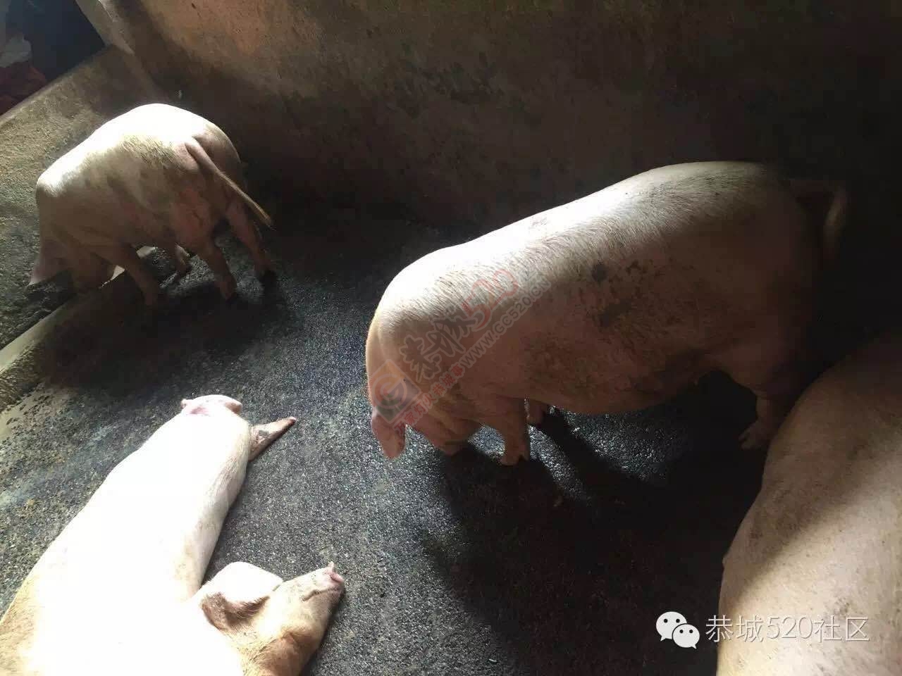 恭城茶西路二巷巷内十多年“养猪场”臭气熏天，附近居民苦不堪言！654 / 作者:今日恭城 / 帖子ID:173611