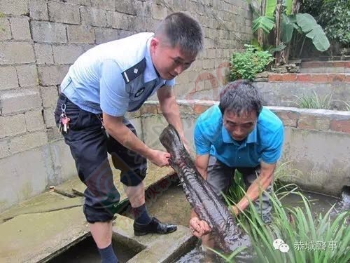 娃娃鱼出“逃”，民警帮“擒”回205 / 作者:鸦雀无声 / 帖子ID:173621