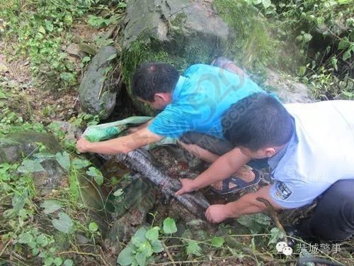 娃娃鱼出“逃”，民警帮“擒”回211 / 作者:鸦雀无声 / 帖子ID:173621