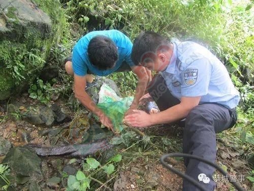 娃娃鱼出“逃”，民警帮“擒”回277 / 作者:鸦雀无声 / 帖子ID:173621
