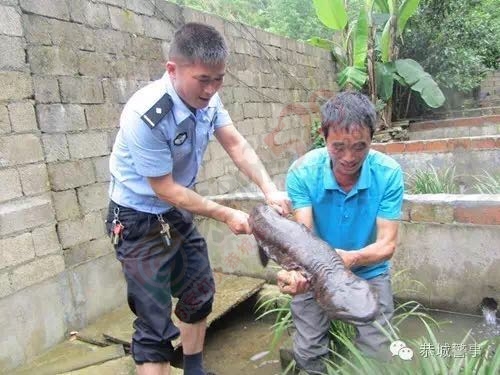 娃娃鱼出“逃”，民警帮“擒”回346 / 作者:鸦雀无声 / 帖子ID:173621