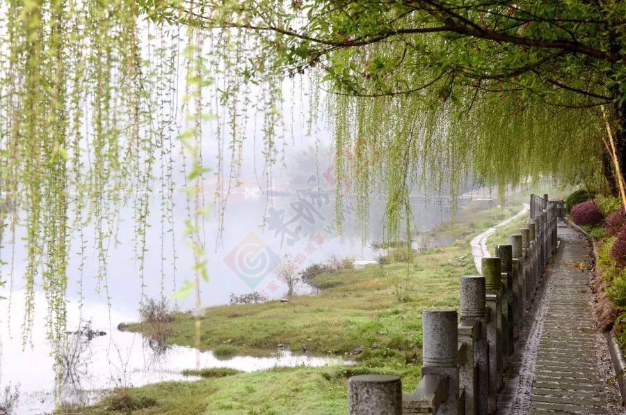 下雨天，发生在恭城街头惊人的一幕：有群开车的人.........511 / 作者:今日恭城 / 帖子ID:173733