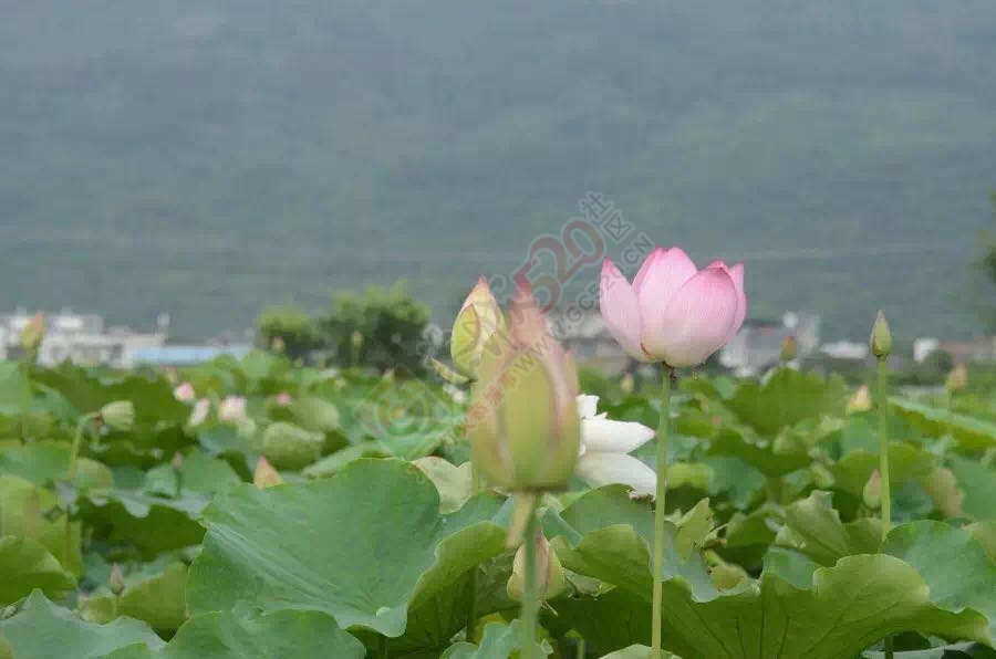 恭城：“花样恭城”等你来761 / 作者:心交朋友钱交狗 / 帖子ID:173748
