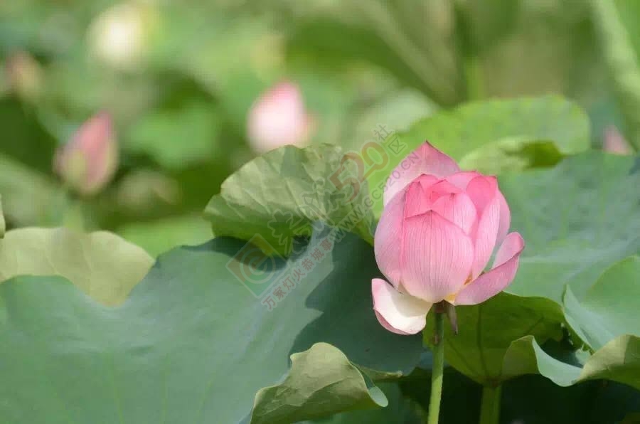 恭城：“花样恭城”等你来625 / 作者:心交朋友钱交狗 / 帖子ID:173748