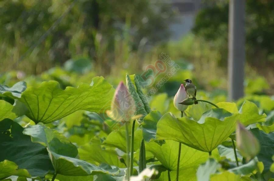 恭城：“花样恭城”等你来971 / 作者:心交朋友钱交狗 / 帖子ID:173748