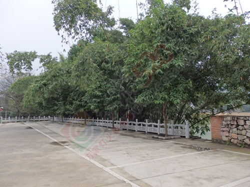 乡情百看不厌299 / 作者:陈建国 / 帖子ID:173810