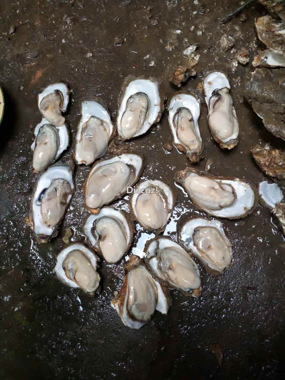 钦州港生蚝自产自销烧烤生蚝385 / 作者:北部湾生蚝 / 帖子ID:173903