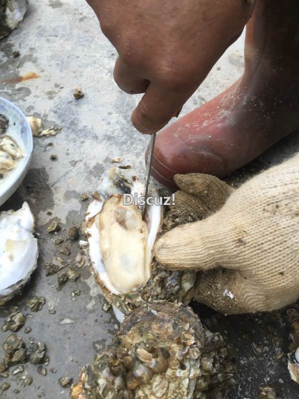 钦州港自产自销生蚝烧烤生蚝199 / 作者:北部湾生蚝 / 帖子ID:173904