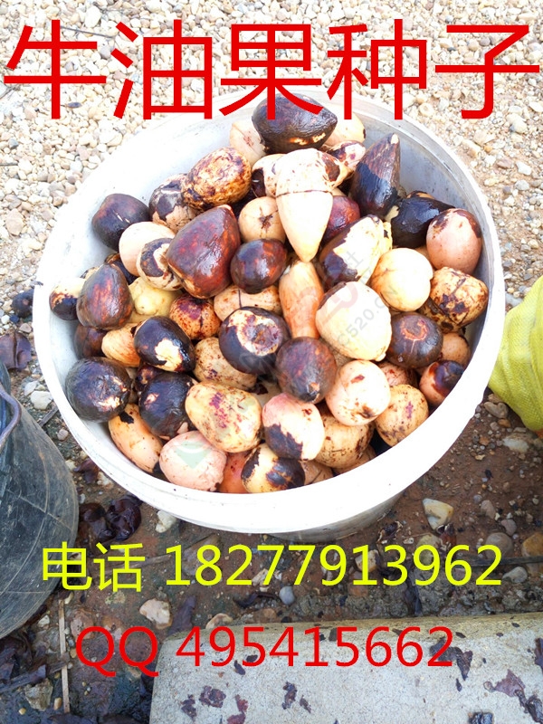 出售 牛油果苗，牛油果种子 辣木苗 批发销售 大量包运送940 / 作者:销售鸦胆子苗 / 帖子ID:173927