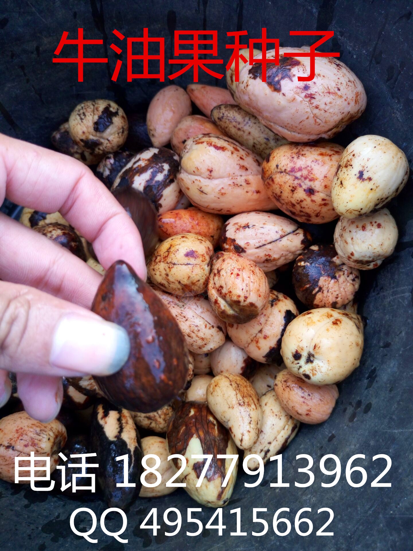 出售 牛油果苗，牛油果种子 辣木苗 批发销售 大量包运送345 / 作者:销售鸦胆子苗 / 帖子ID:173927