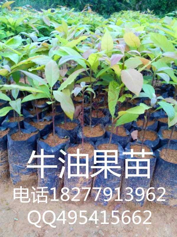 出售 牛油果苗，牛油果种子 辣木苗 批发销售 大量包运送700 / 作者:销售鸦胆子苗 / 帖子ID:173927