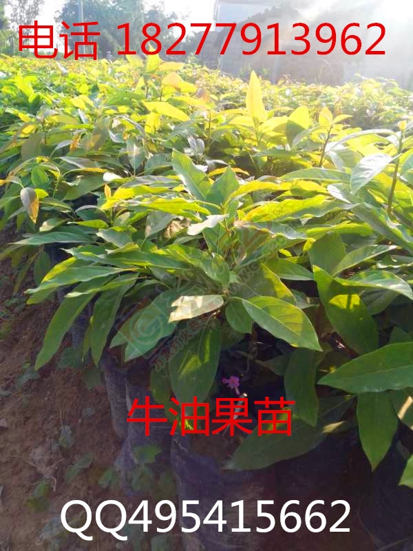 出售 牛油果苗，牛油果种子 辣木苗 批发销售 大量包运送153 / 作者:销售鸦胆子苗 / 帖子ID:173927