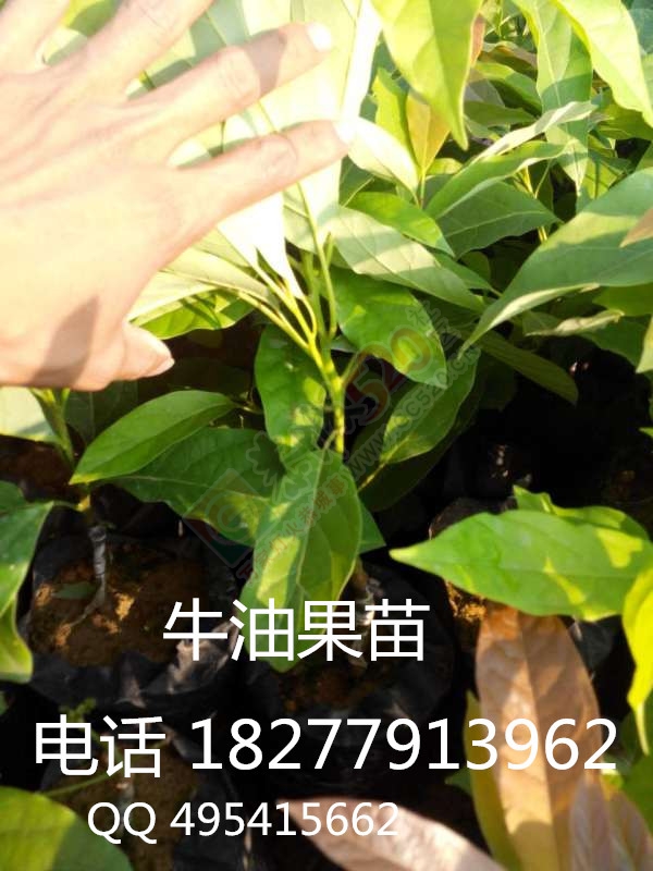 出售 牛油果苗，牛油果种子 辣木苗 批发销售 大量包运送825 / 作者:销售鸦胆子苗 / 帖子ID:173927