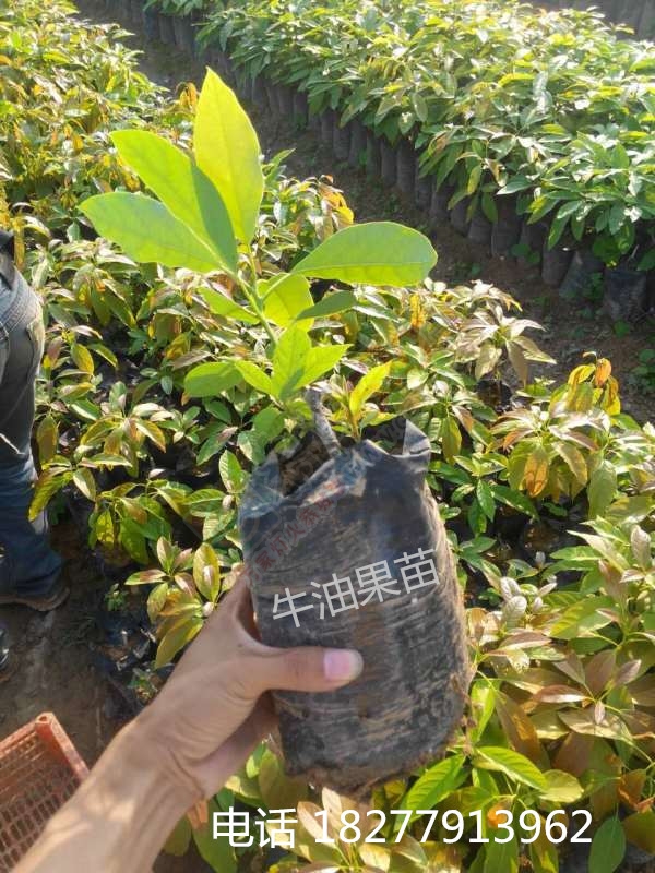 出售 牛油果苗，牛油果种子 辣木苗 批发销售 大量包运送871 / 作者:销售鸦胆子苗 / 帖子ID:173927