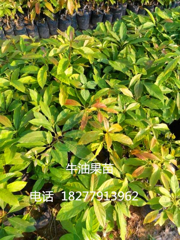 出售 牛油果苗，牛油果种子 辣木苗 批发销售 大量包运送196 / 作者:销售鸦胆子苗 / 帖子ID:173927