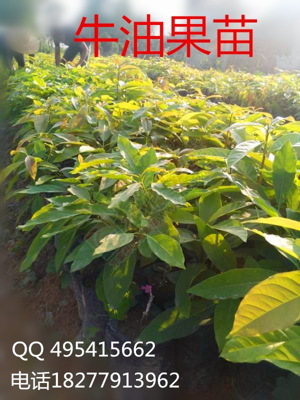 出售 牛油果苗，牛油果种子 辣木苗 批发销售 大量包运送81 / 作者:销售鸦胆子苗 / 帖子ID:173927
