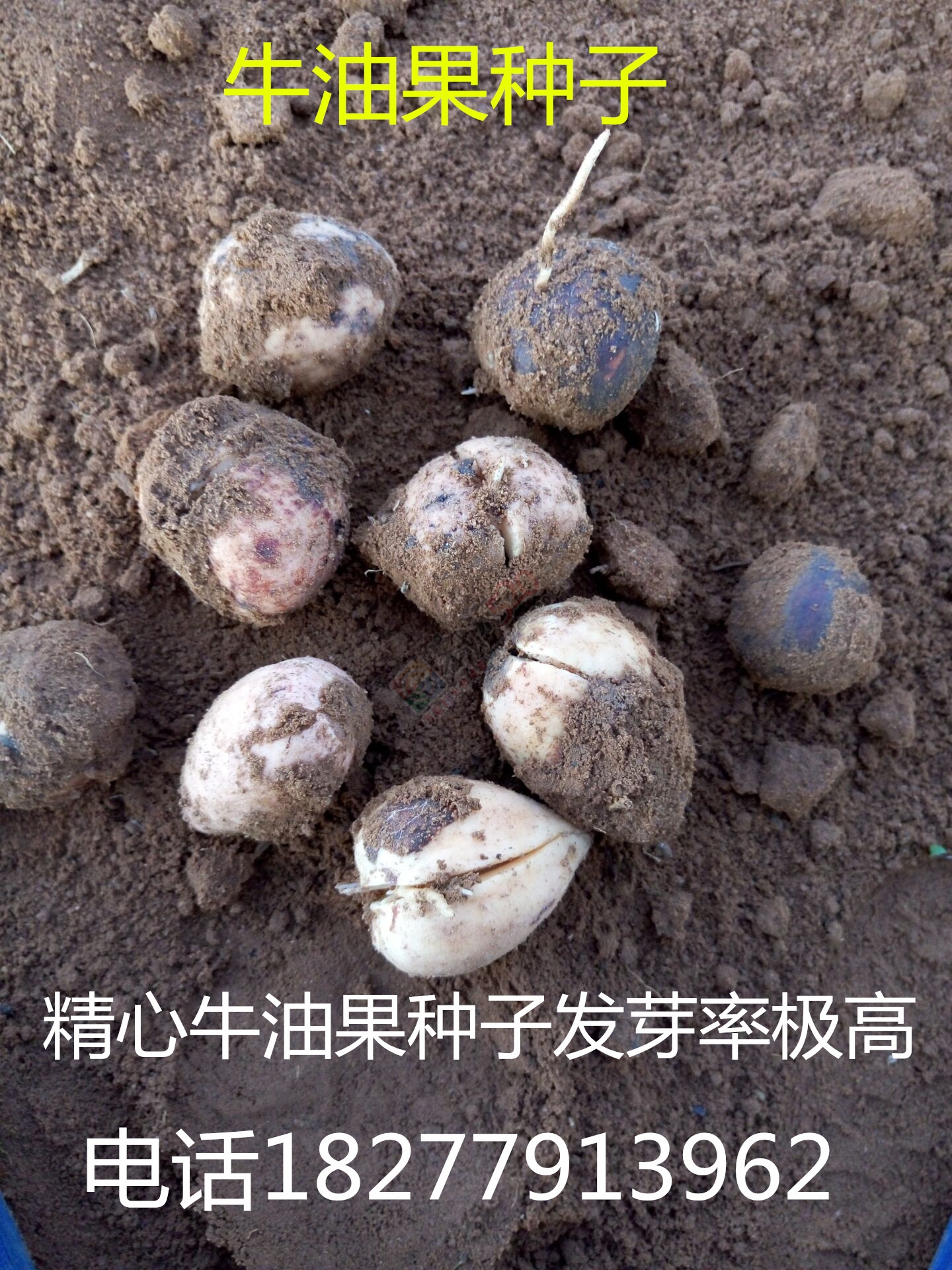 出售 牛油果苗，牛油果种子 辣木苗 批发销售 大量包运送194 / 作者:销售鸦胆子苗 / 帖子ID:173927