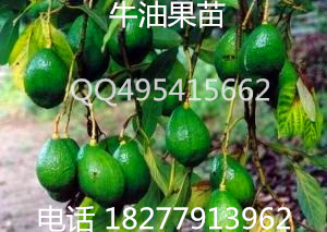 出售 牛油果苗，牛油果种子 辣木苗 批发销售 大量包运送797 / 作者:销售鸦胆子苗 / 帖子ID:173927